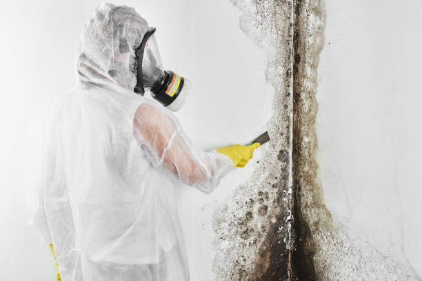 Best Attic Mold Removal  in Egypt, PA