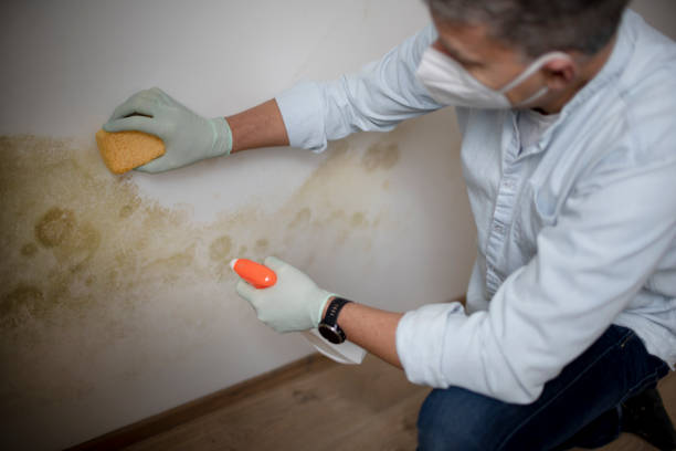 Trusted Egypt, PA Mold Removal Experts