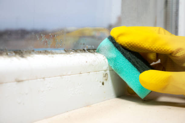 Best Office Mold Removal Services  in Egypt, PA