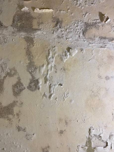 Mold Removal Process in Egypt, PA