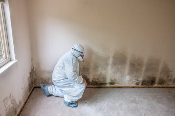 Best Mold Removal Process  in Egypt, PA
