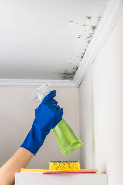 Best Mold Damage Repair  in Egypt, PA