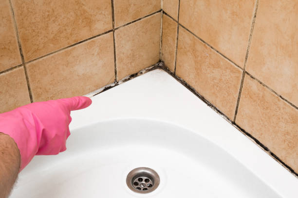 Attic Mold Removal in Egypt, PA